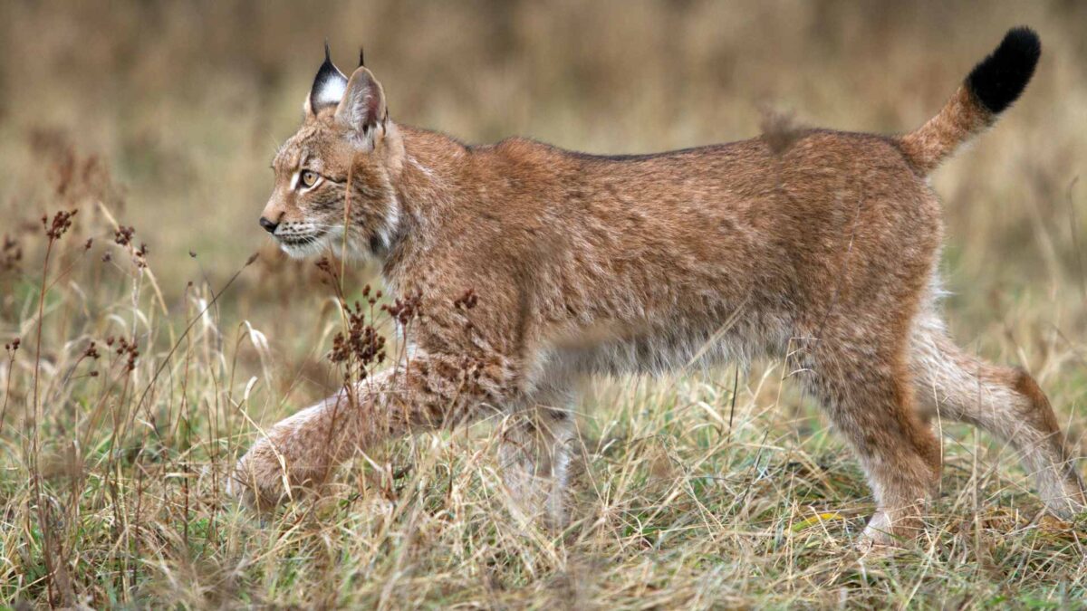 Nacen tres nuevos cachorros de lince ibérico en Cáceres