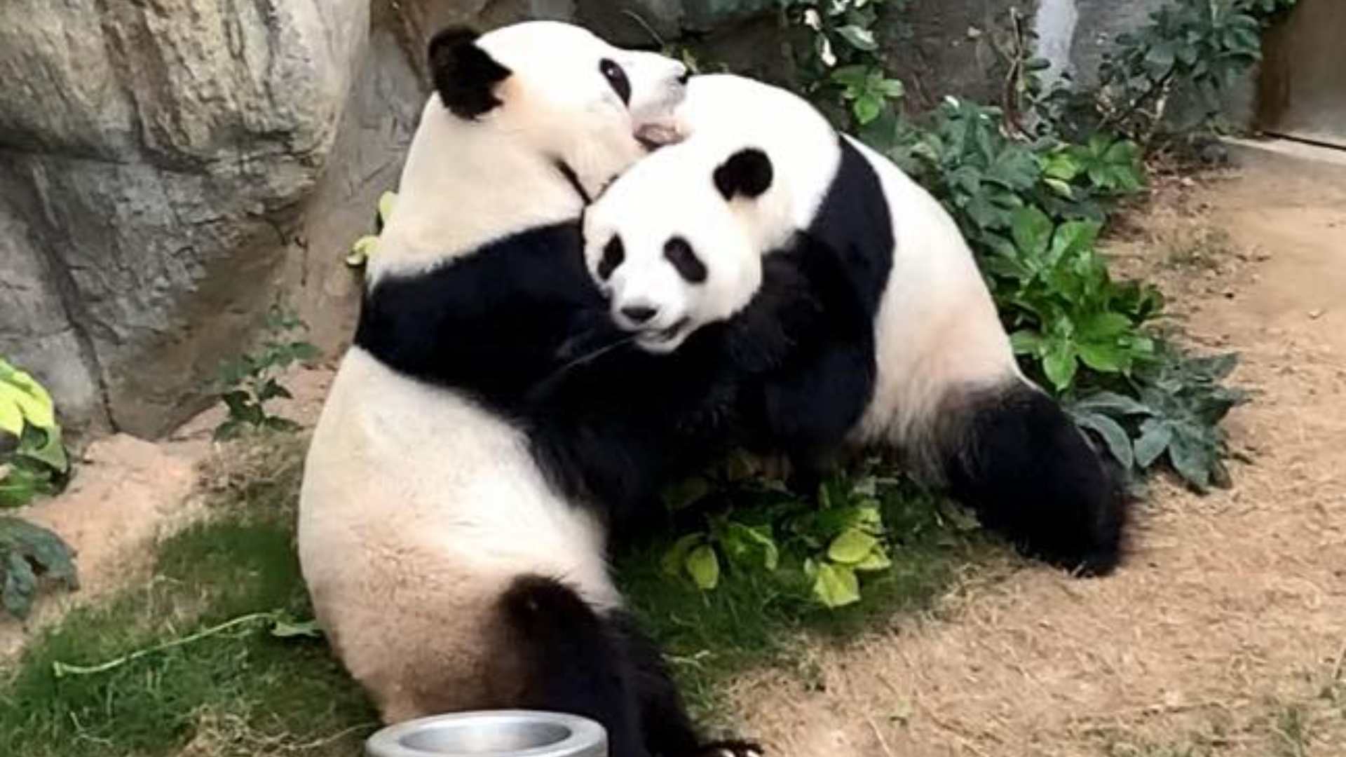Sin visitas y solos por el confinamiento, dos osos panda se aparean por primera vez en 10 años