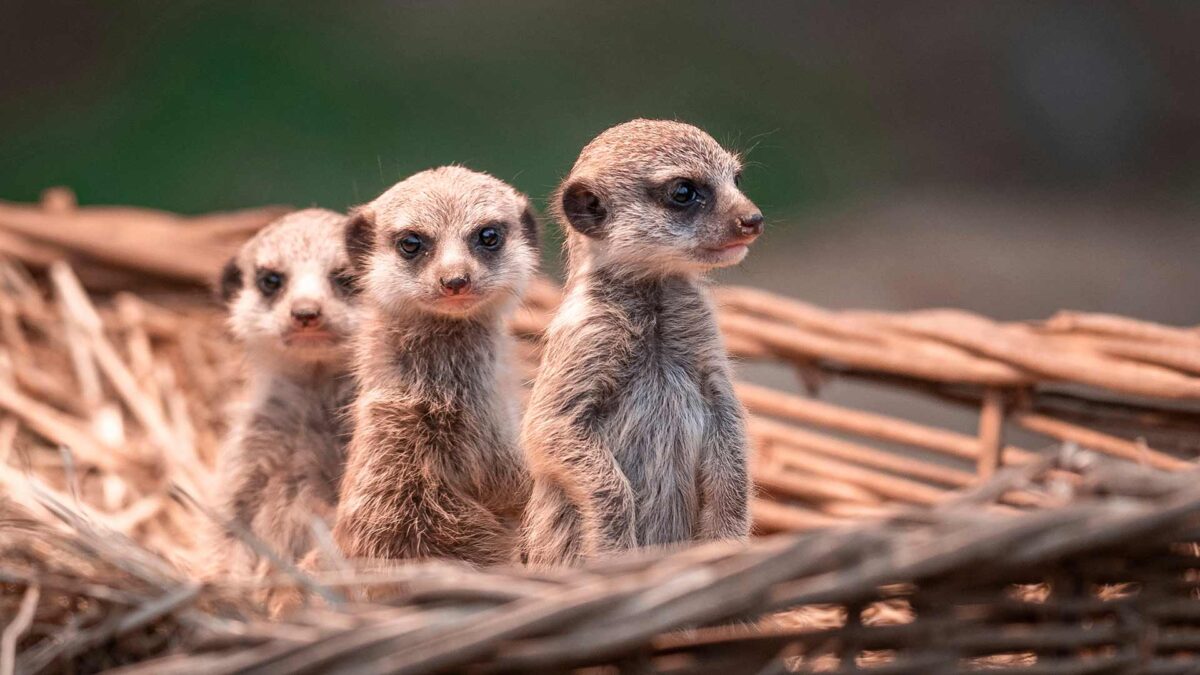 Un zoo alemán avisa de que tendrá que dar de comer unos animales a otros si sigue la crisis