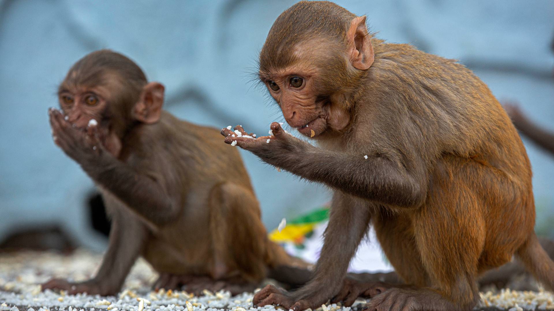 Los monos que han sobrevivido a la COVID-19 pueden desarrollar inmunidad a la enfermedad, según un estudio
