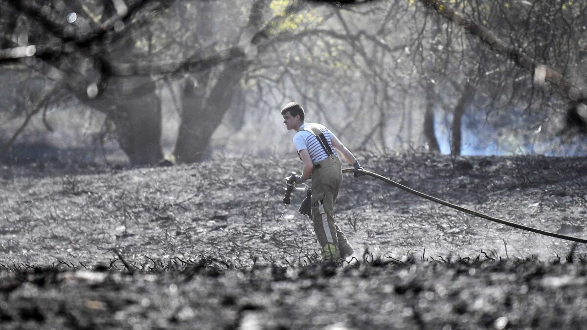 El mundo ha perdido 178 millones de hectáreas de bosque en tres décadas, según la FAO