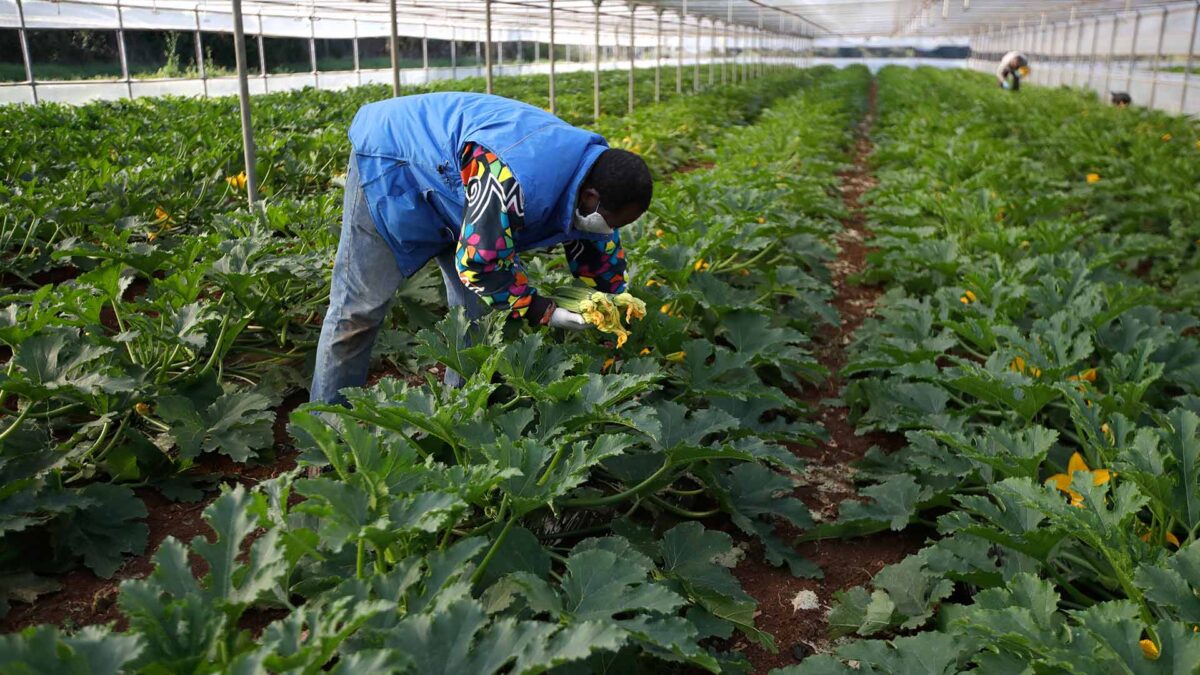 Italia regulariza a miles de inmigrantes que trabajan en el campo y en el servicio doméstico