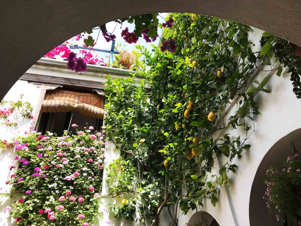 Los patios de Córdoba en cuarentena: una ruta por los más bellos del emblemático barrio de San Basilio 10