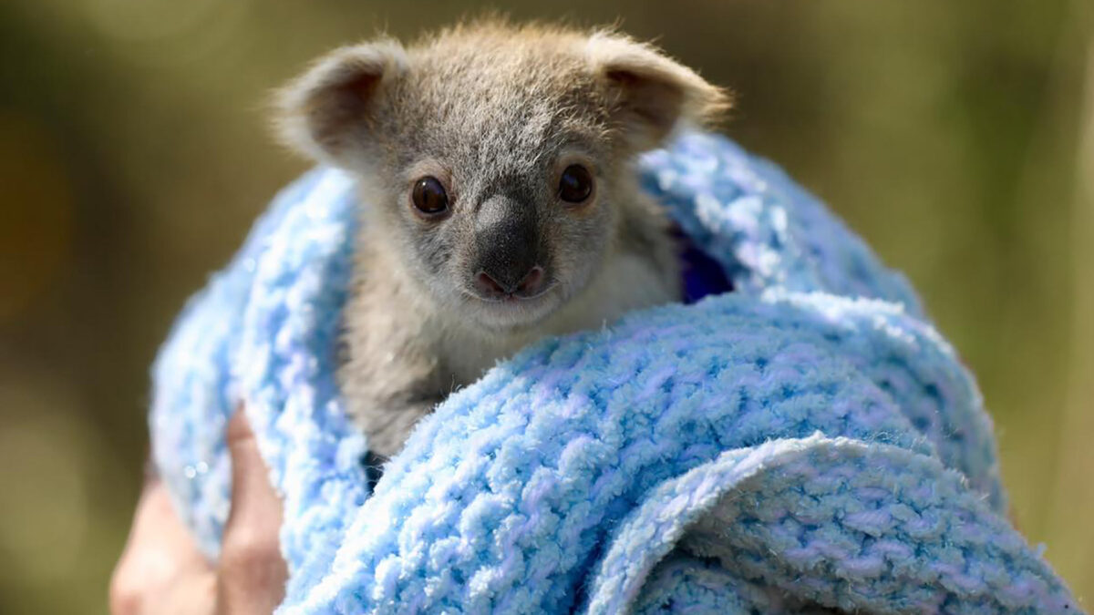 Nace el primer koala en Australia tras los incendios