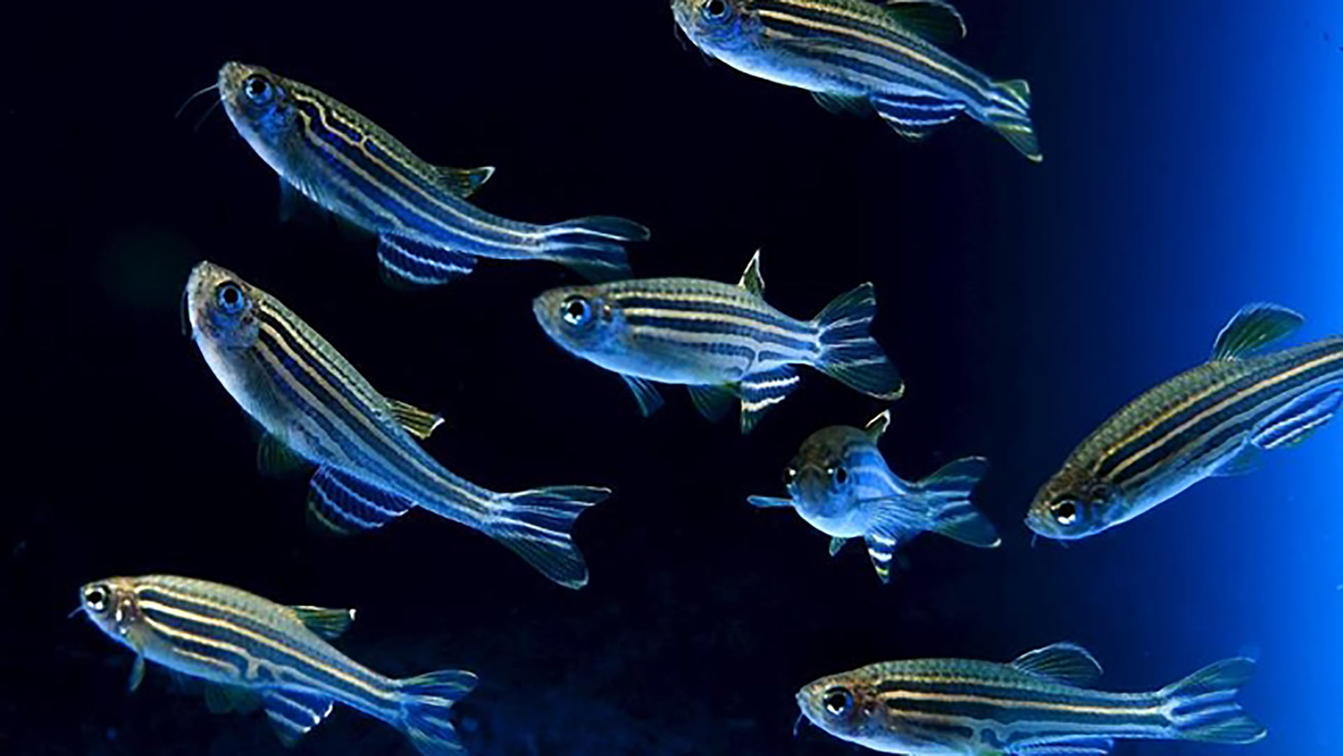 Descubren una nueva hormona sexual en los peces que puede ayudar en los tratamientos de fertilidad