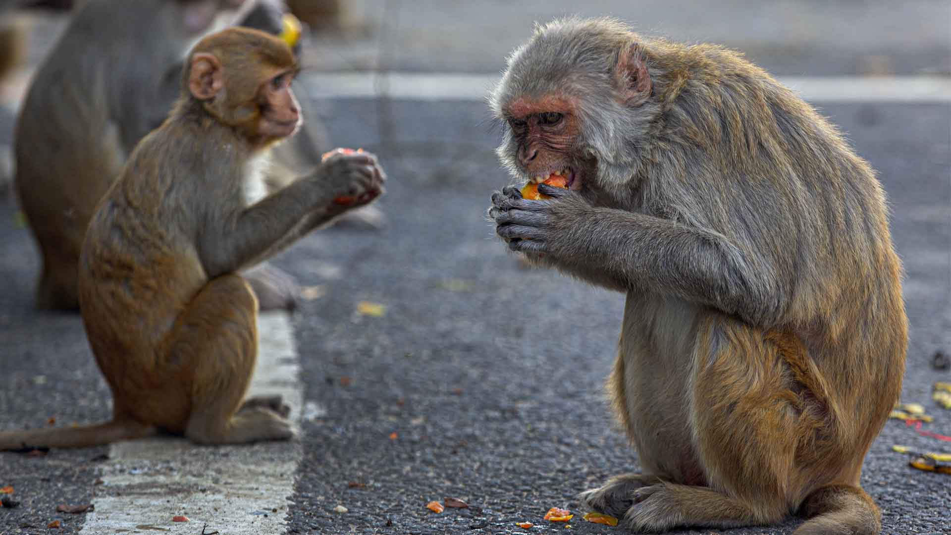 Varios monos roban muestras de sangre tomadas para detectar la COVID-19 en India