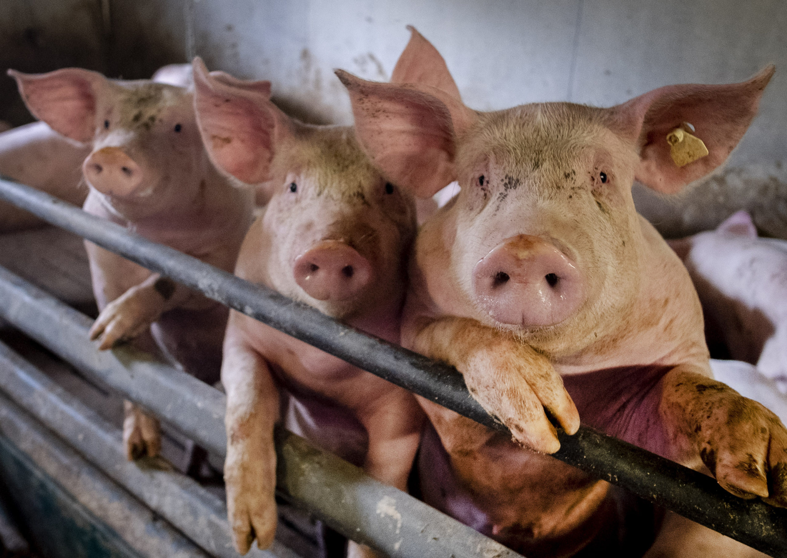Científicos chinos alertan de una cepa de gripe porcina que podría transmitirse a humanos