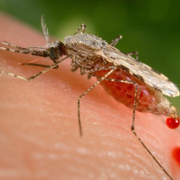 Cómo hemos descubierto un microbio que bloquea la transmisión de la malaria 1
