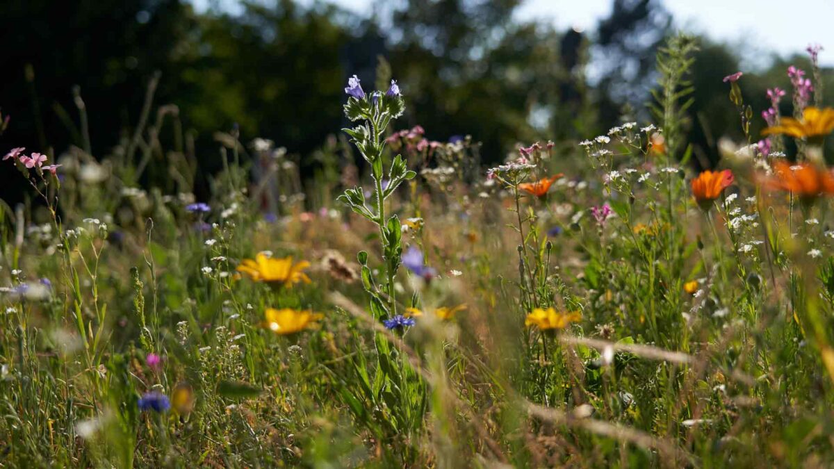 Entre malas yerbas y ecotopías: hacia dónde apunta el futuro de la naturaleza en las ciudades