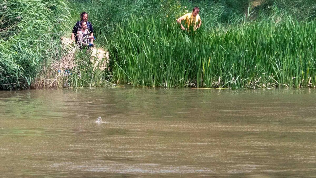 Los expertos creen que el cocodrilo desaparecido en Valladolid podría ser una nutria