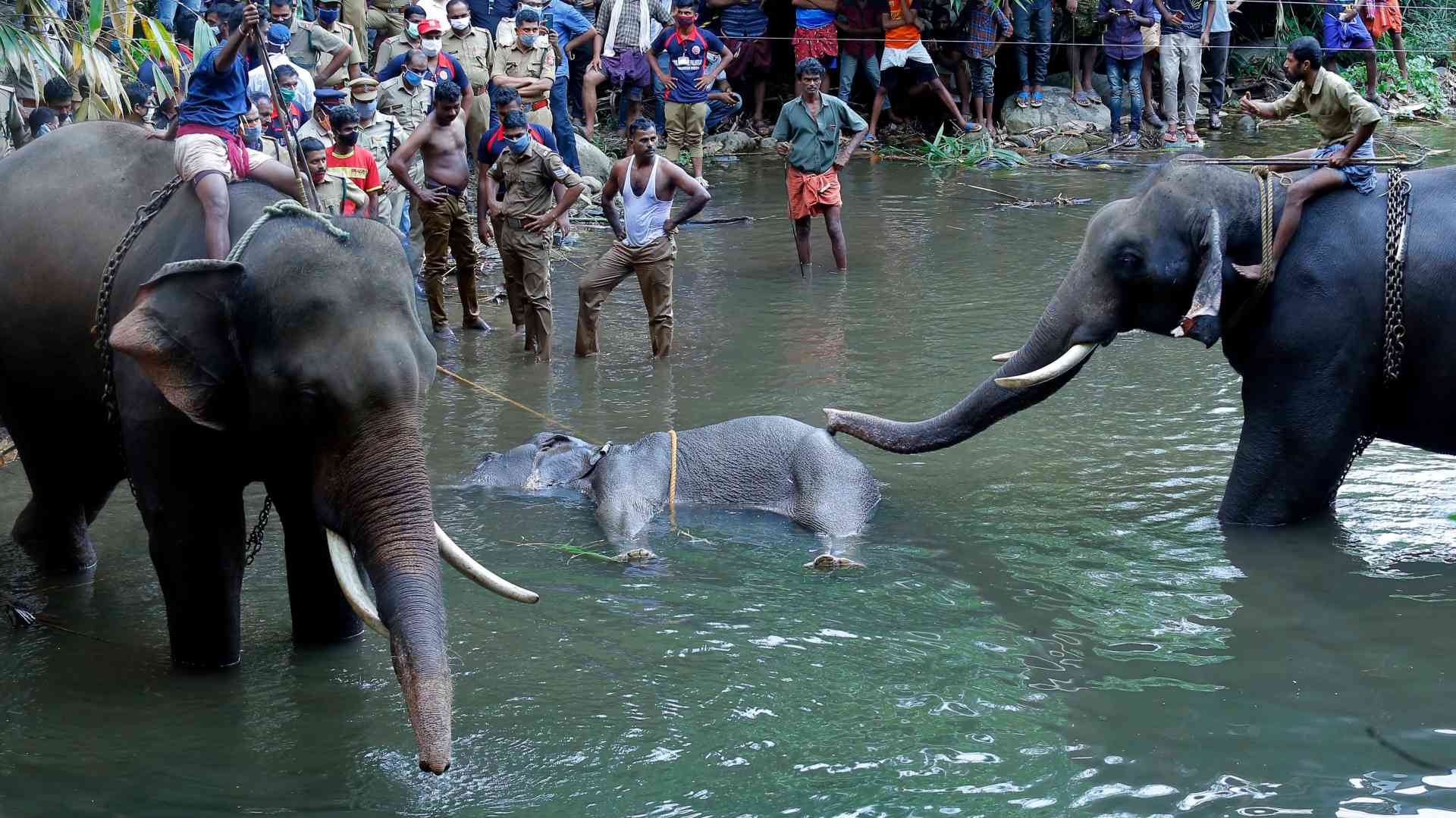 Muere una elefanta embarazada al comer una fruta llena de petardos en India