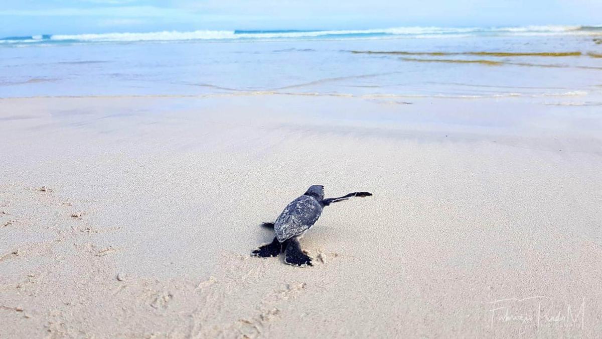 Nacen en Galápagos nuevas tortugas marinas verdes, una especie en peligro de extinción