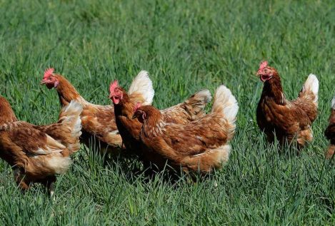 Nueva Zelanda vence al coronavirus y ahora se enfrenta a una plaga de gallinas salvajes