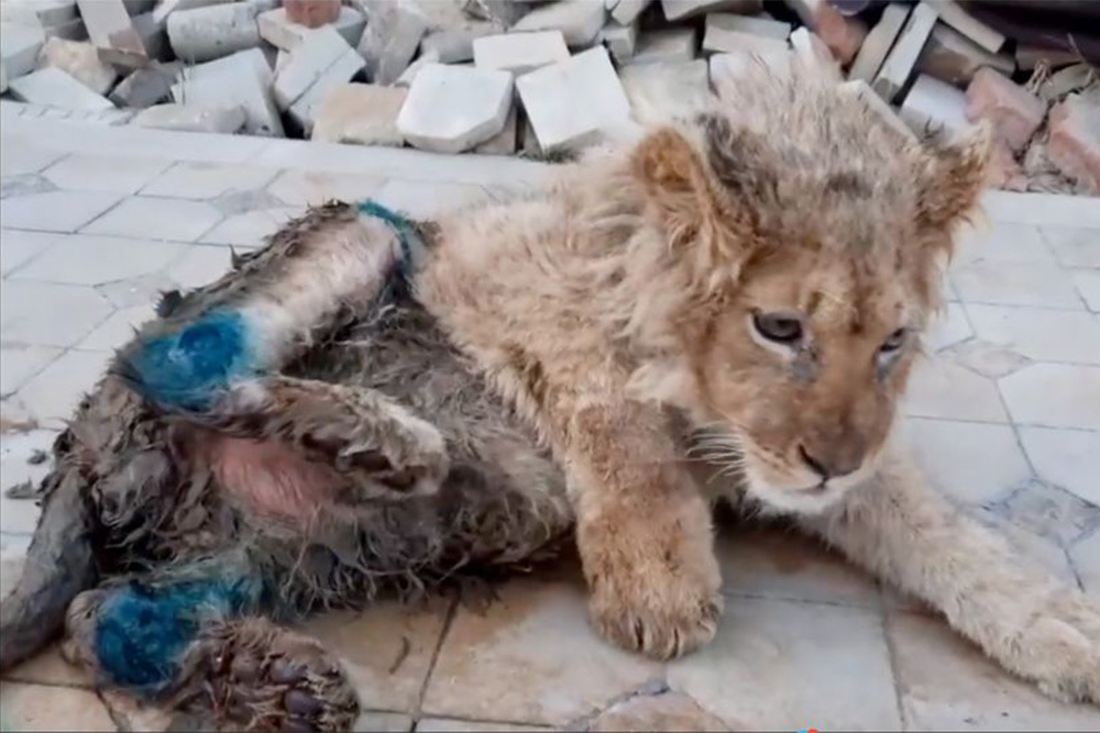 Rescatado un león al que rompieron las patas para que los turistas pudieran fotografiarlo