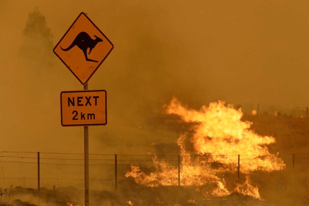 Los incendios de Australia mataron a 3.000 millones de animales