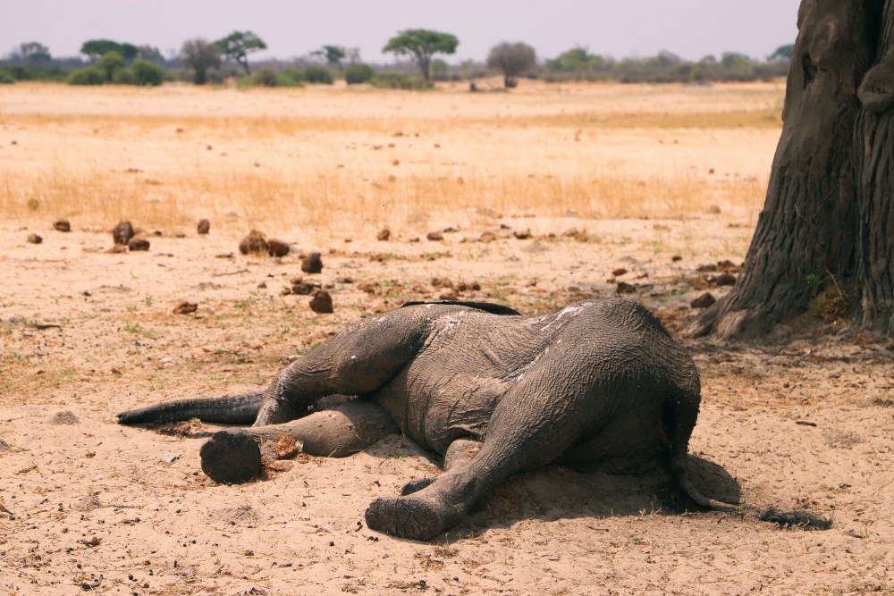 Más de 350 elefantes aparecen muertos de forma misteriosa