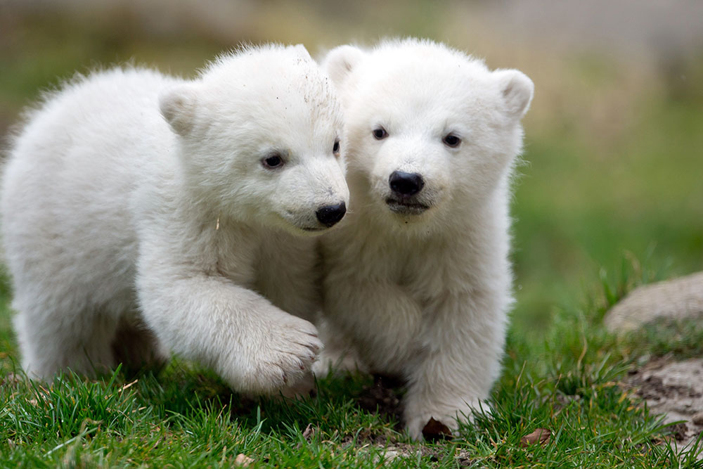 El calentamiento global podría provocar la extinción de los osos polares a finales de siglo