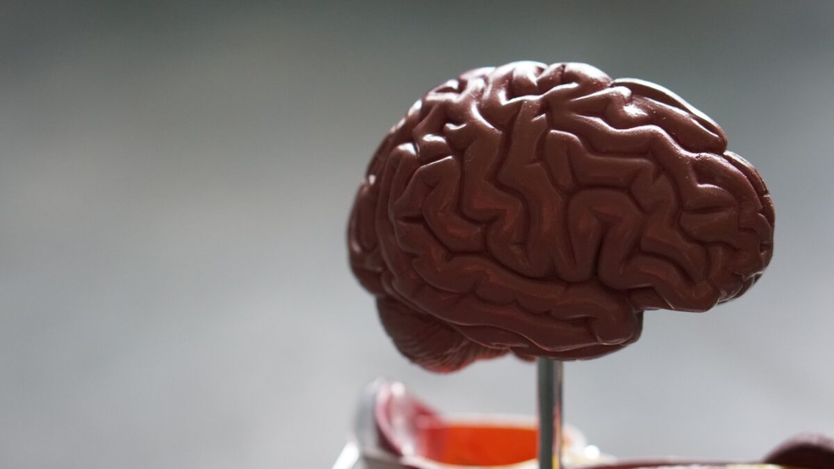 El envejecimiento cerebral es inevitable, pero se puede retrasar