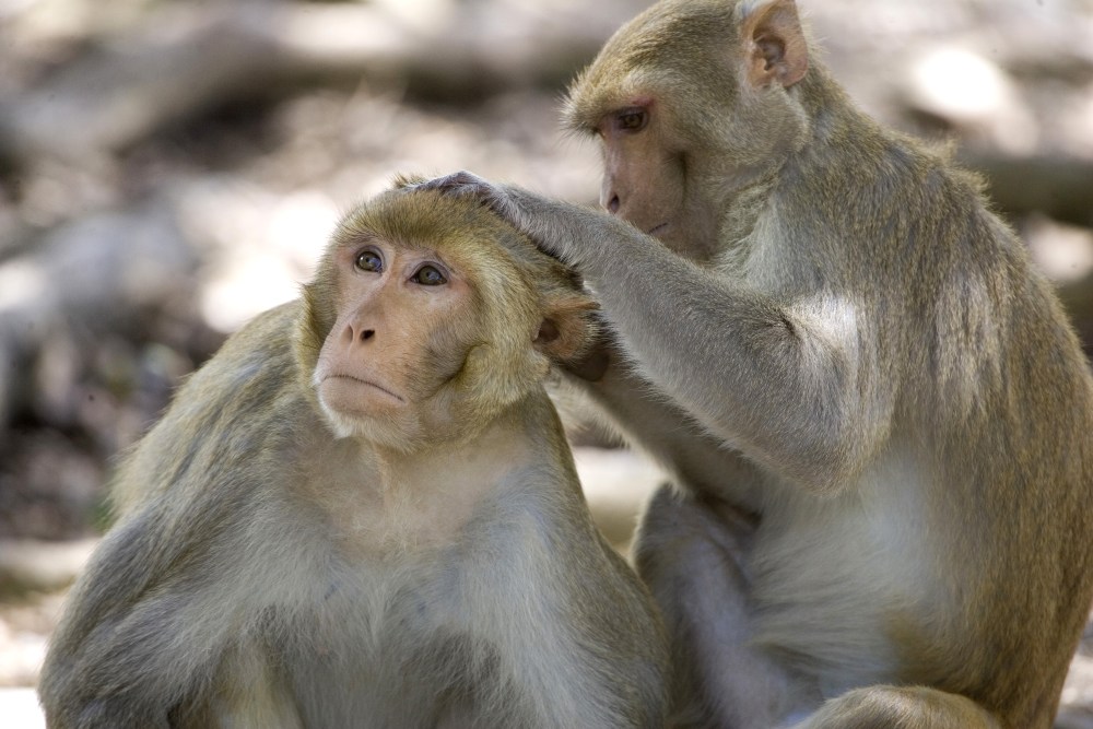 La vacuna más avanzada de EEUU produce una inmunidad «robusta» en monos