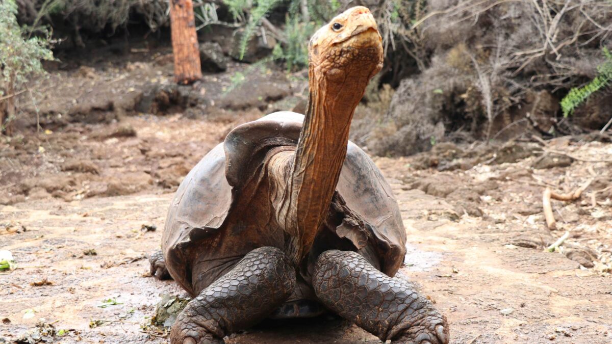 Las especies de las islas Galápagos están amenazadas por los turistas que las visitan