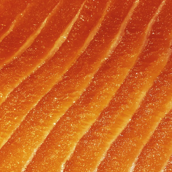 Tres décadas después, los salmones transgénicos llegarán a la mesa… en EE. UU. 1