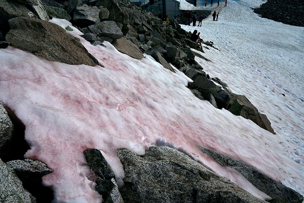 Un alga tiñe de rosa los Alpes italianos y acelera el deshielo