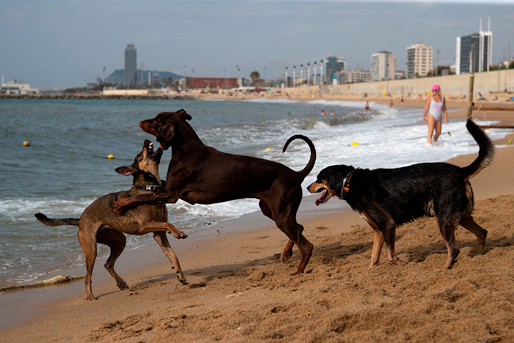 140.000 mascotas han sido abandonadas en España en el último año