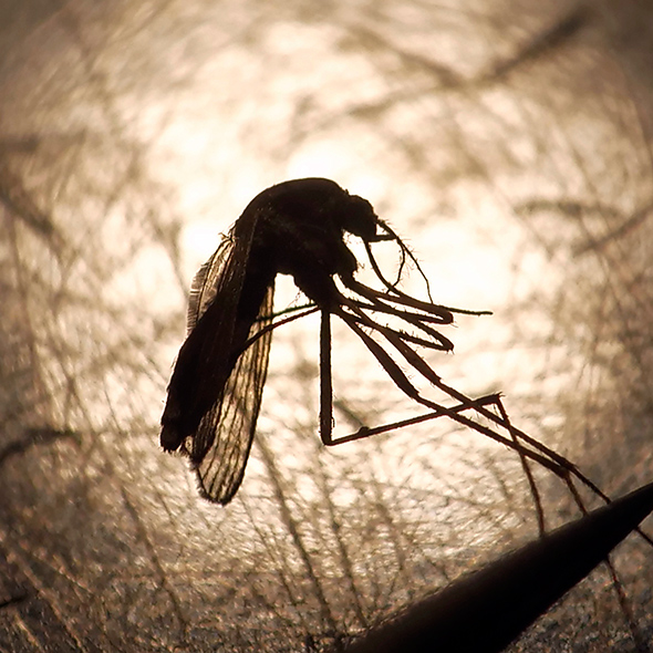 Caballos y mosquitos: el virus del valle del Guadalquivir 1