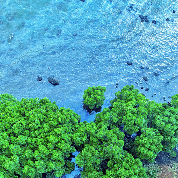 Claves e incógnitas del desastre medioambiental de la isla Mauricio, el peor de su historia 4