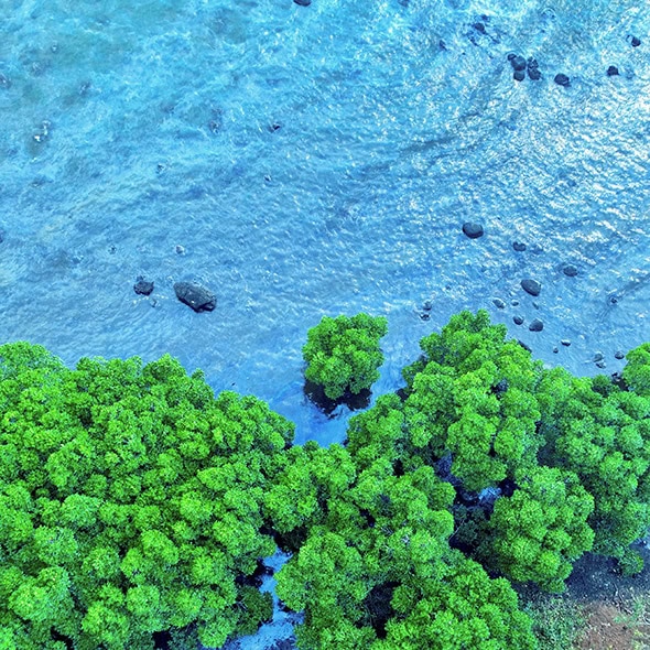 Claves e incógnitas del desastre medioambiental de la isla Mauricio, el peor de su historia 4