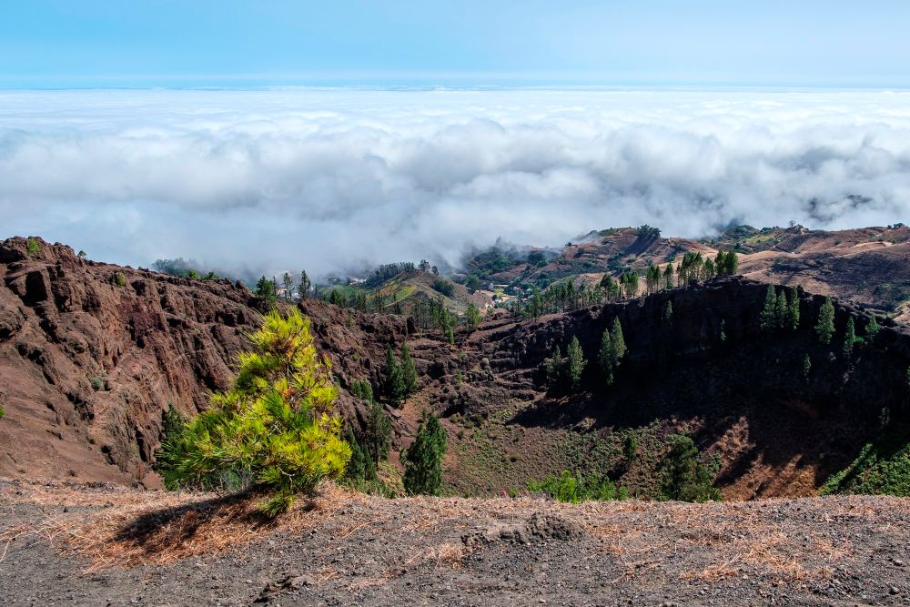 El 80% del paisaje quemado de Gran Canaria se ha recuperado un año después