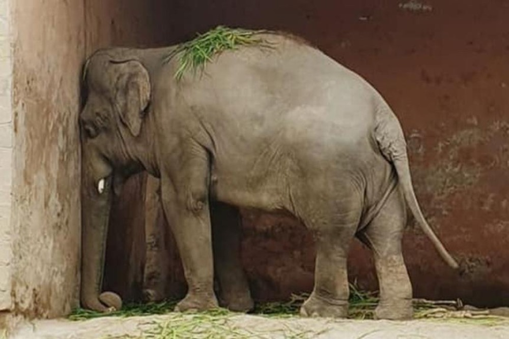 El 'elefante deprimido' Kaavan es liberado tras 35 años de cautiverio