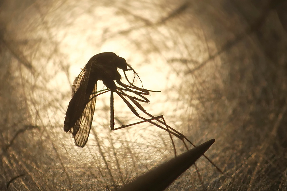 Fumigación masiva en Andalucía para acabar con el mosquito transmisor del virus del Nilo