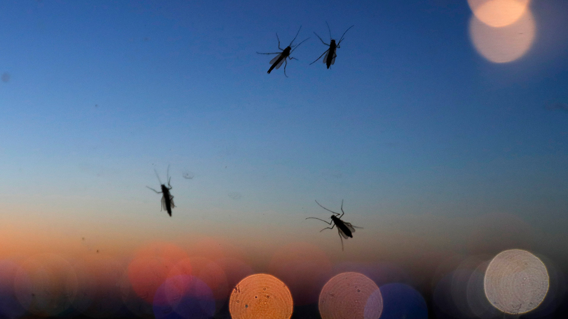 Por qué los mosquitos nos eligieron cómo víctimas hace miles de años