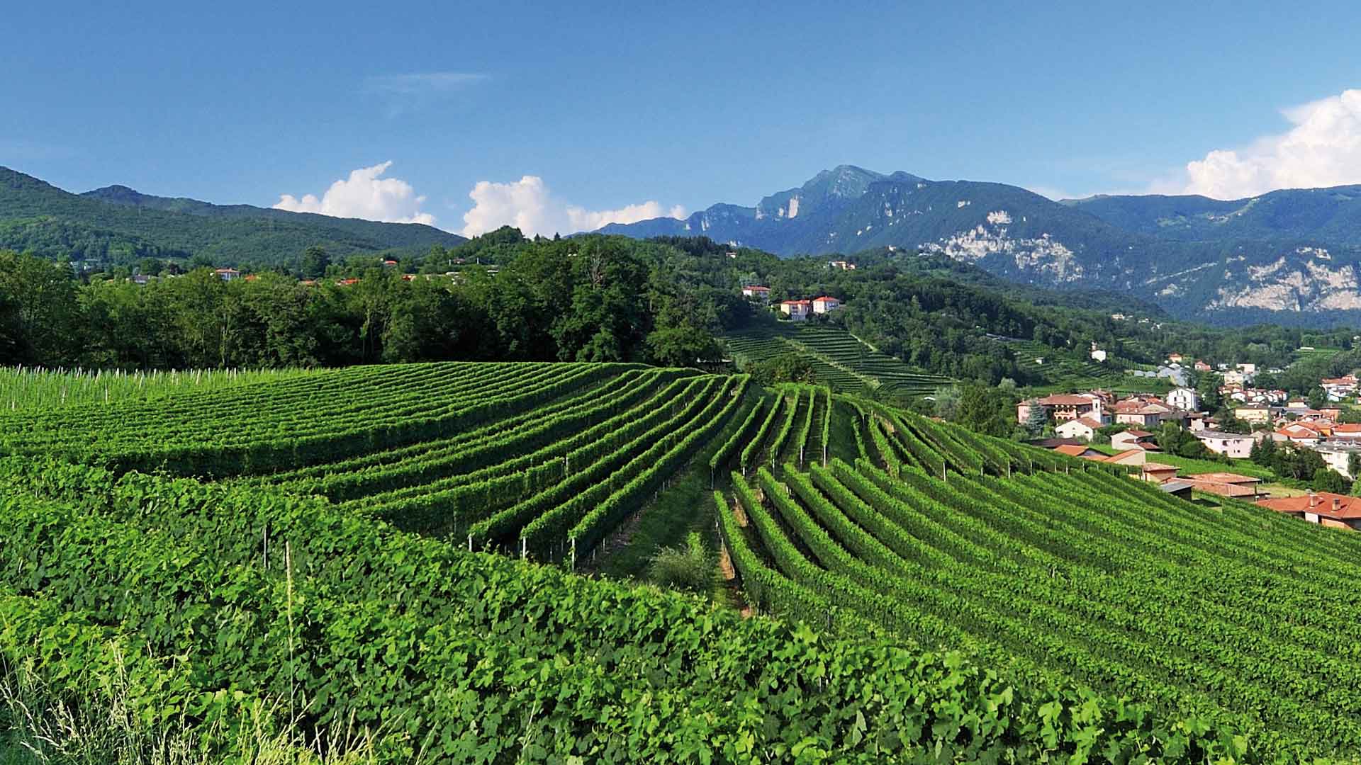 Suiza, el misterio del vino europeo 