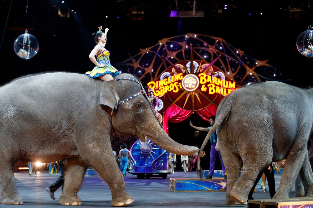 Francia prohibirá los animales salvajes en los circos ambulantes