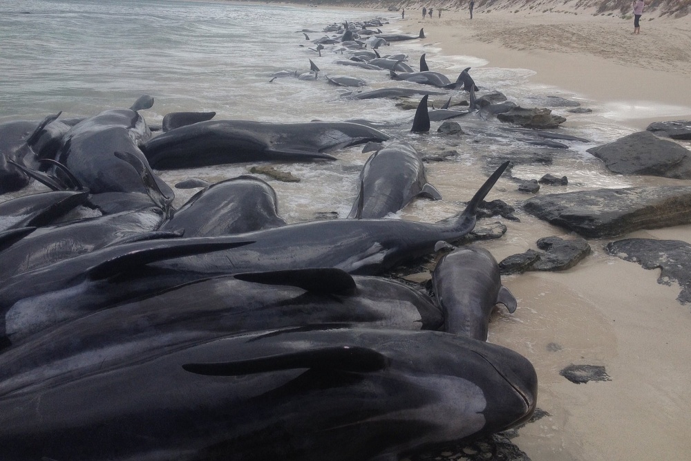Halladas unas 275 ballenas varadas en una zona remota del sur de Australia