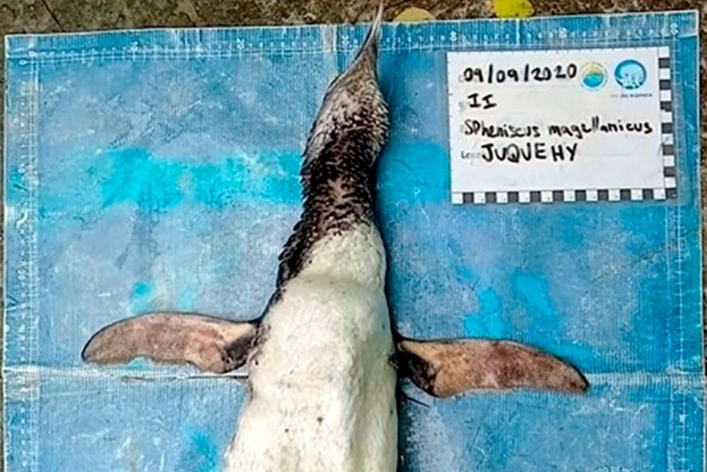 La muerte de un pingüino tras ingerir una mascarilla eleva la preocupación por los «residuos de la pandemia»