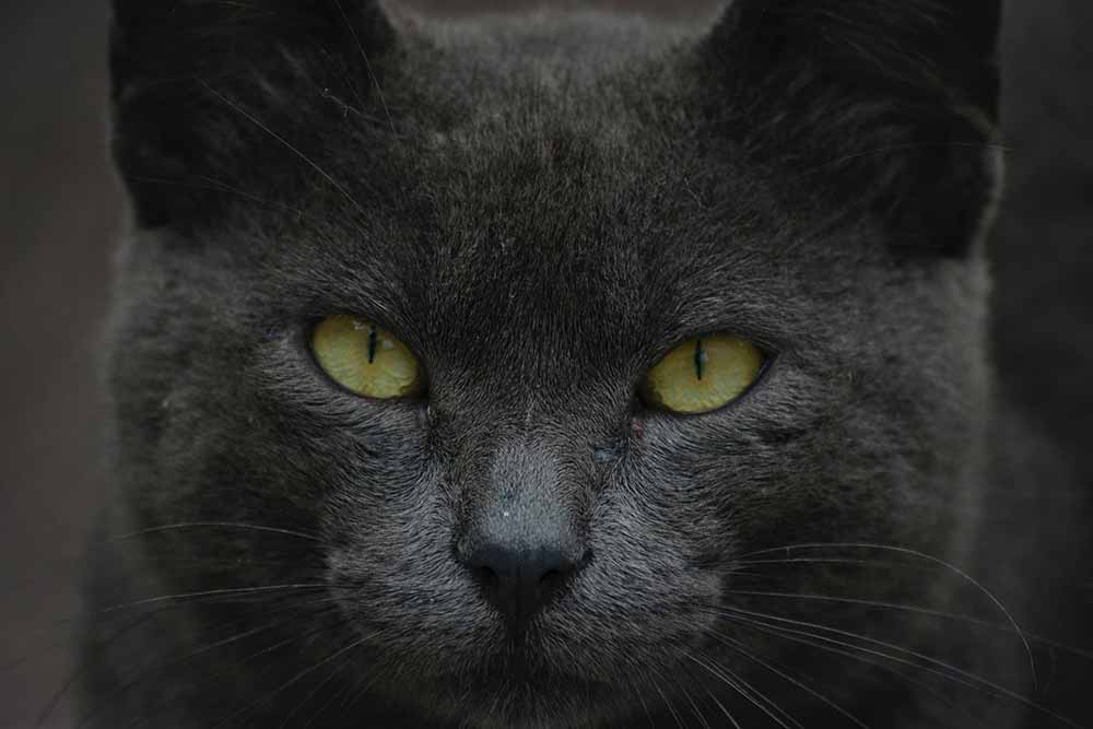 La pantera negra de Granada, una historia que podría tener gato encerrado