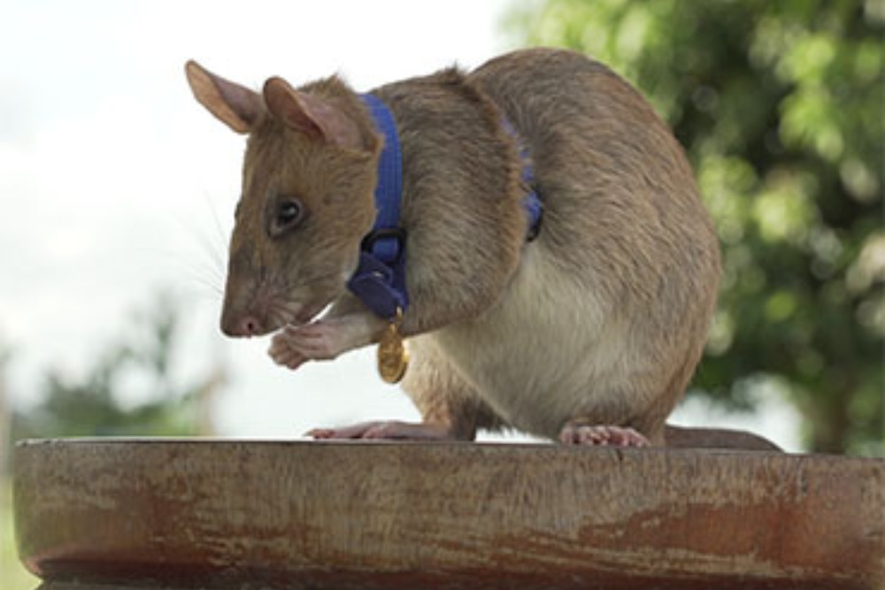 Magawa, la rata que ha ganado un premio por su labor como detectora de minas antipersona