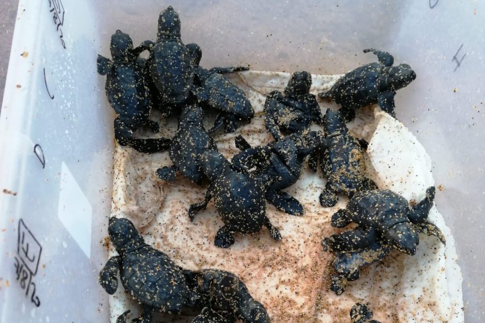 Nacen más de 60 crías de tortuga boba en una cala del norte de Menorca