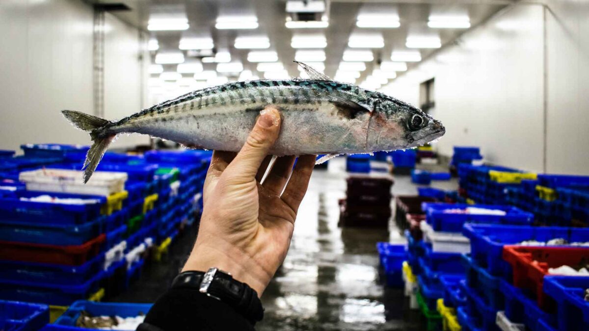 Pescado bueno, bonito y barato 