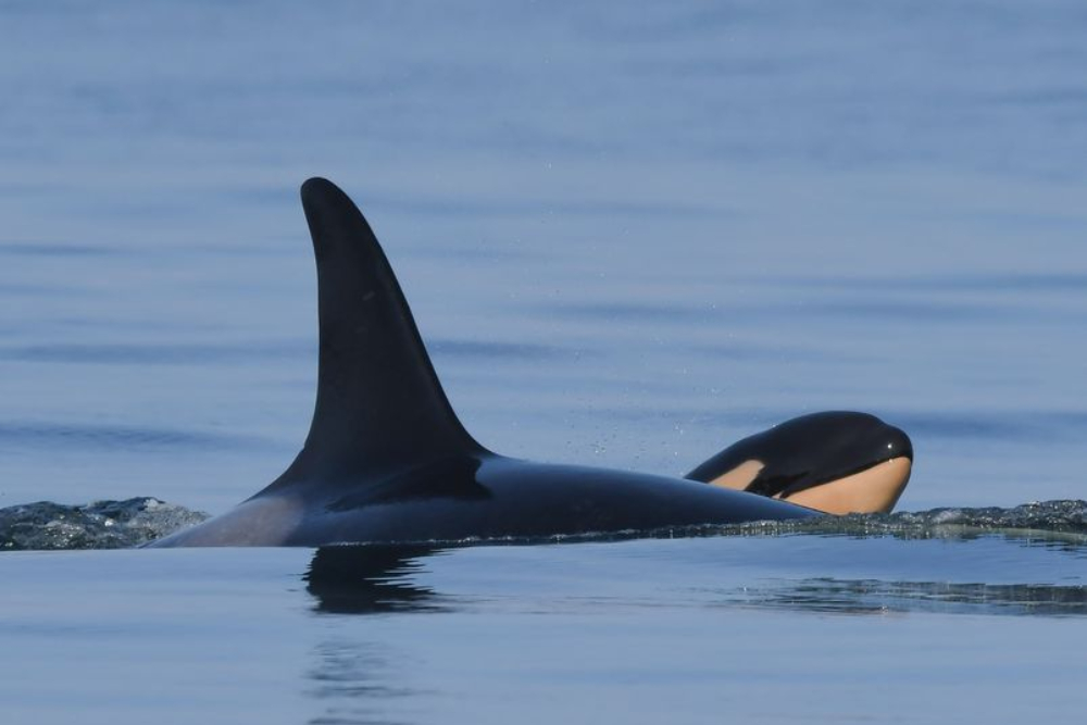 Tahlequah, la orca que lloró la muerte de su cría durante 17 días, ha vuelto a ser madre