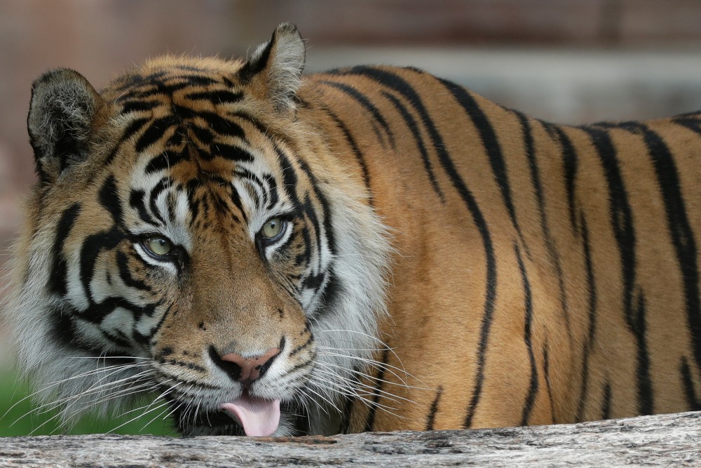 Varias ONG denuncian las exportaciones de tigres desde la UE