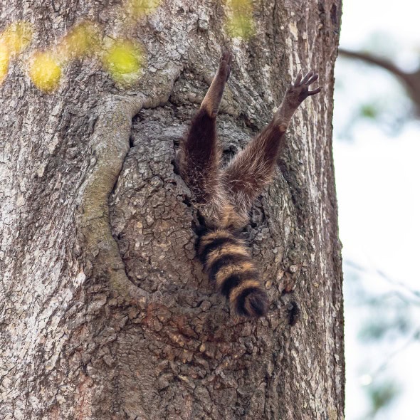 Comedy Wildlife Photography Awards 2020: una sutil apología a este año 1