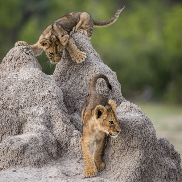 Comedy Wildlife Photography Awards 2020: una sutil apología a este año 4