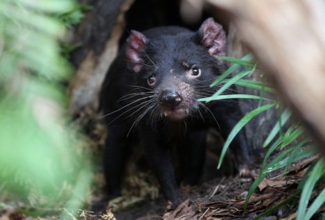 Liberan más de una veintena de demonios de Tasmania en Australia para evitar su extinción