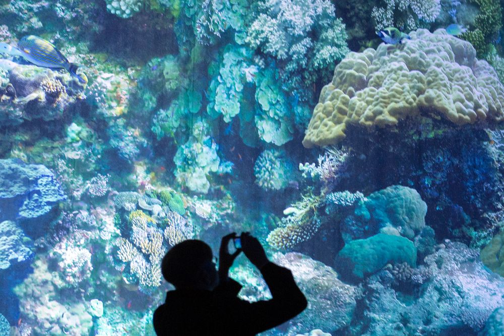 La Gran Barrera de Coral ha perdido más de la mitad de sus corales desde 1995