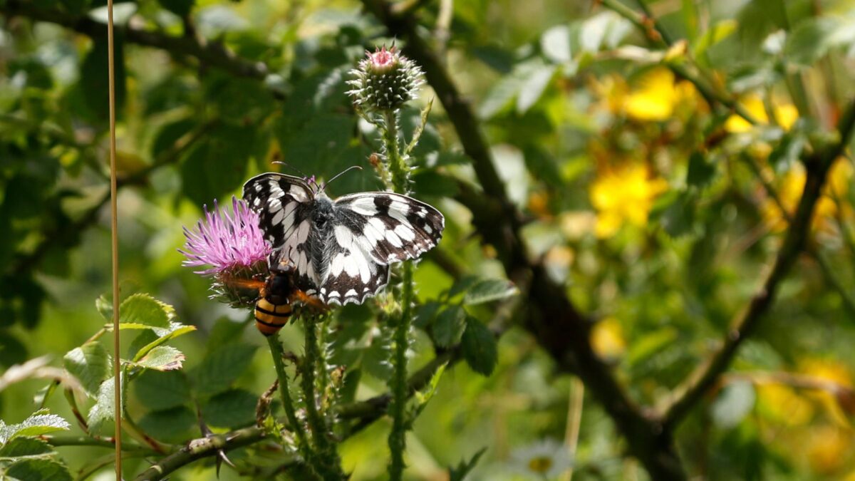 Sin cambios drásticos, la PAC seguirá fomentando la pérdida de biodiversidad