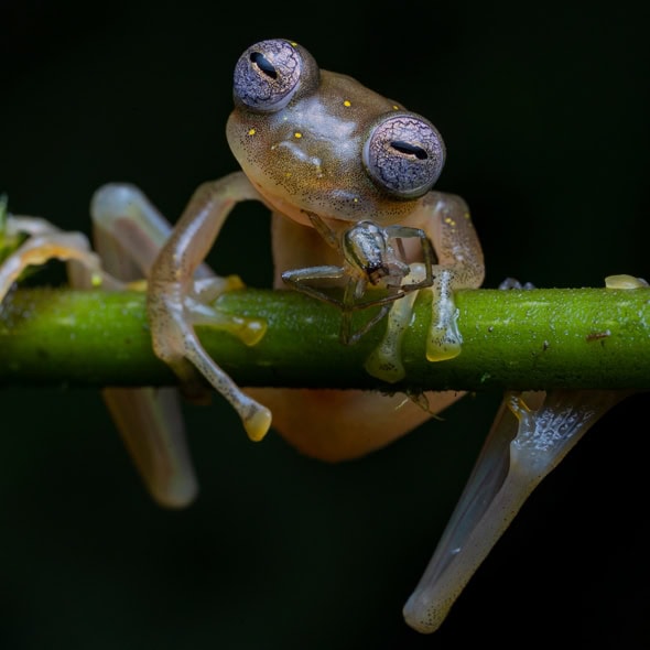 Wildlife Photographer of the Year 2020: la responsabilidad de cuidar la naturaleza 1